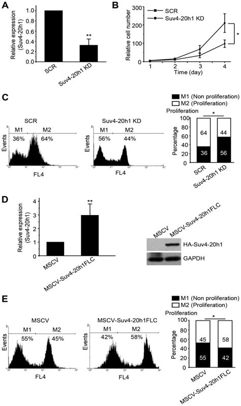 Suv4 20h1 Promotes G1 To S Phase Transition By Downregulating P21WAF1