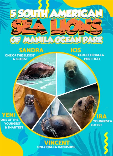 Get to Know Manila Ocean Park's Most Famous Sea Lions! | Manila Ocean Park