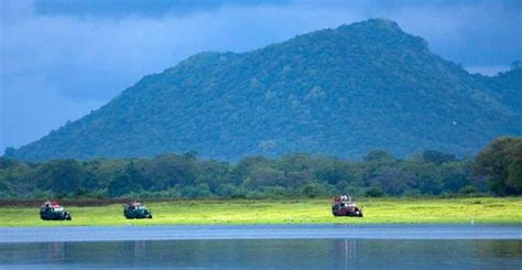 Safari privé d une journée dans le parc national d Udawalawe GetYourGuide