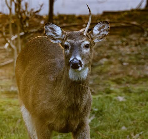 Unicorn Deer Tony Pratt Photography