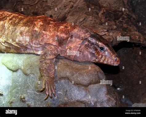 Argentine Giant Red Tegu Lizard Tupinambis Rufescens Salvator Stock