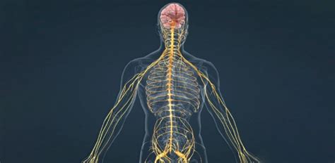 motor function quiz       motor function quiz