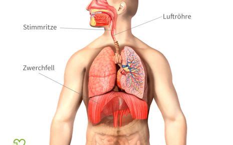 Schluckauf Ursachen Diagnose Therapie Onmeda De