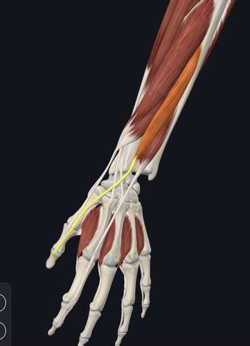 Extremities Anatomy Midterm Lab Review Flashcards Quizlet