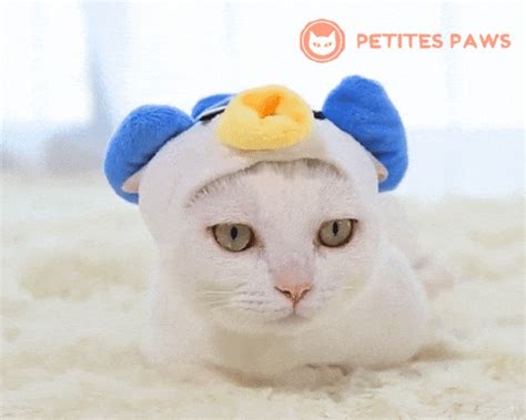 Pufferfish Cat Costume – Petites Paws