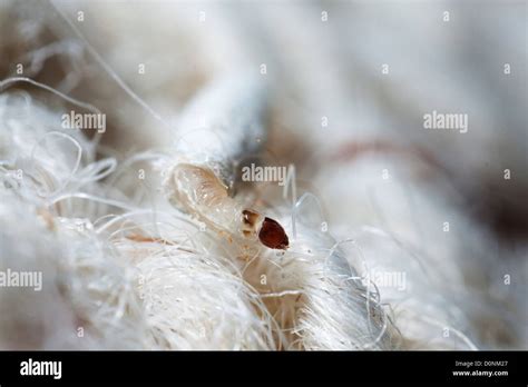 Clothes moth hi-res stock photography and images - Alamy