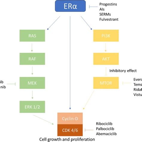 Pathways Upregulated By Estrogen Receptor α Download Scientific Diagram