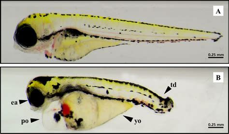 Representative optical images of zebrafish larvae at 96 hpf after ...