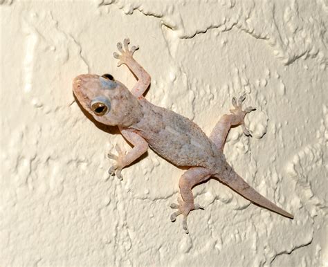 Gecko
