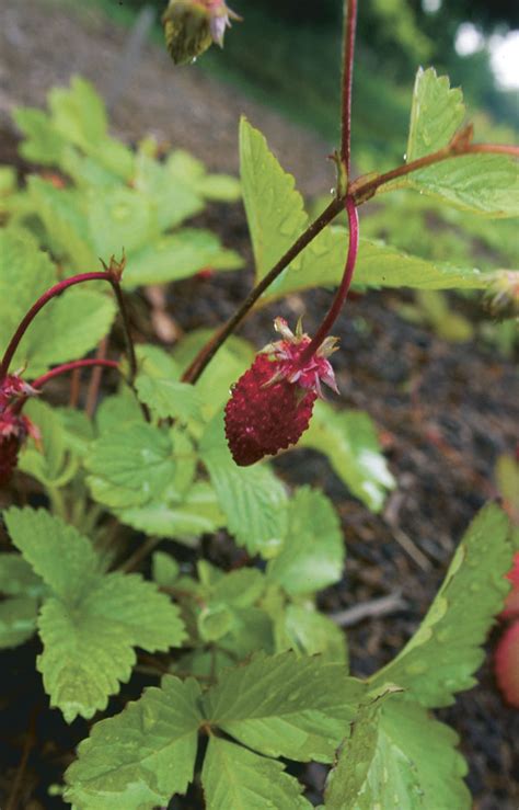 How To Get Rid Of Wild Strawberries In Flower Bed Bed Western