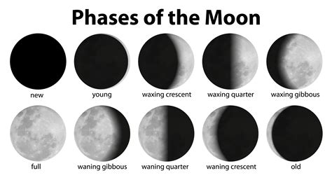 Phases Of The Moon Printable - Printable Free Templates