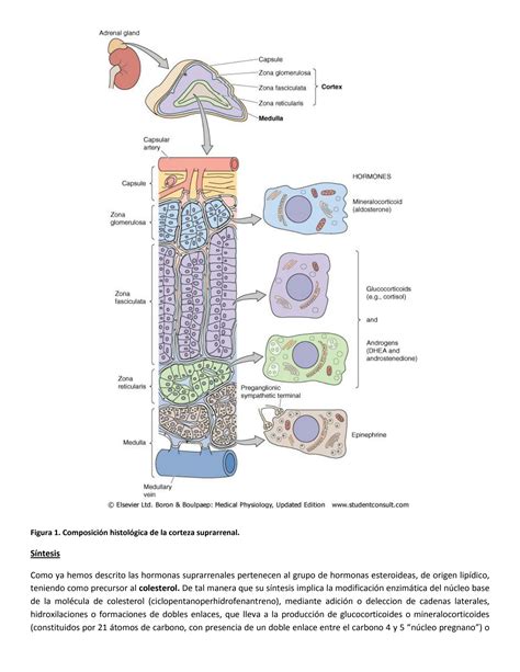 SOLUTION Gl Ndulas Suprarrenales Studypool