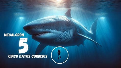 Datos Curiosos Sobre El Megalod N El Terror De Los Mares Youtube