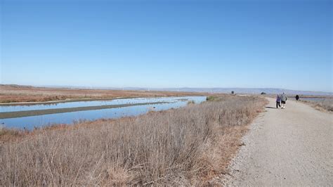 Palo Alto Baylands Winter Charleston Slough And Adobe Creek — Santa