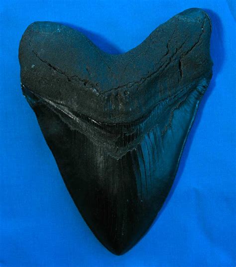 Louisville Fossils and Beyond: Megalodon Fossil Replica