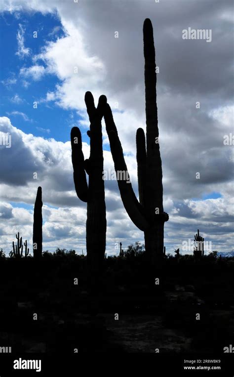 The Sonora Desert In Central Arizona Usa With Silhouettes Of Old