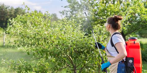 When To Spray Apple Trees To Prevent Pests And Diseases