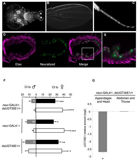 Genes Free Full Text Modulation Of Sex Pheromone Discrimination By