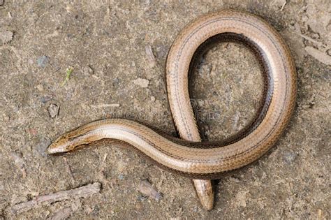 Rare Animal Legless Shiny Harmless Lizard Slow Worm Stock Image