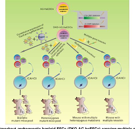 Figure 3 From Generation Of Genetically Modified Mice Using Crisprcas9 And Haploid Embryonic