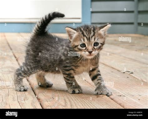 one month old kitten first time out Stock Photo - Alamy