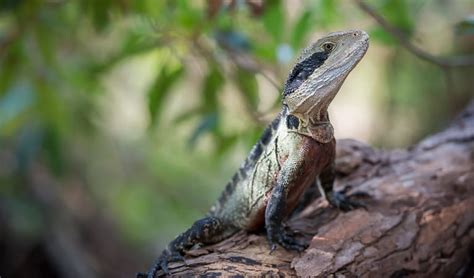 Sydney Harbour National Park – National Parks Of Sydney