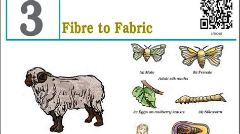 NCERT Solutions For Class 7 Science Chapter 3 Fibre To Fabric