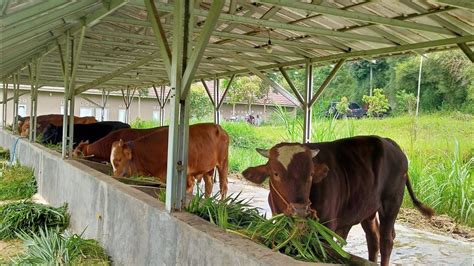 Penggemukan Sapi 6 Bulan Untuk Menunjang Ekonomi Pesantren Sapi