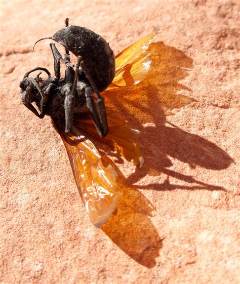 Tarantula Hawk Wasp