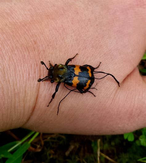 Maryland Biodiversity Project Tomentose Burying Beetle Nicrophorus