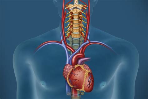 Sex Specific Reaction Of The Cardiac Autonomic ­nervous System To