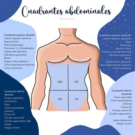 Casa Part Cipe Votaci N Cuadrantes Anatomicos Italiano Luminancia Leeds