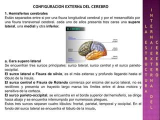 Configuración internaexterna del cerebro PPT