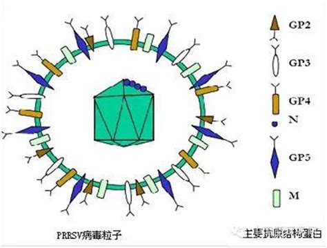 【蓝耳病病毒】猪蓝耳病毒（prrsv） 猪传染病猪细菌性传染病猪病毒性传染病猪病大全养猪技术 中国养猪网 中国养猪行业门户网站