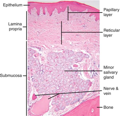 Histology Exam Iv Oral Mucosa And Tongue Flashcards Quizlet