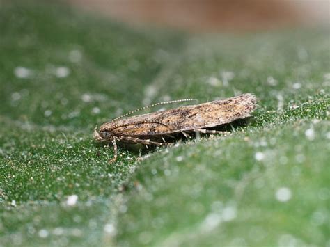 How To Prevent Tuta Absoluta In Artificially Lit Tomato Crop