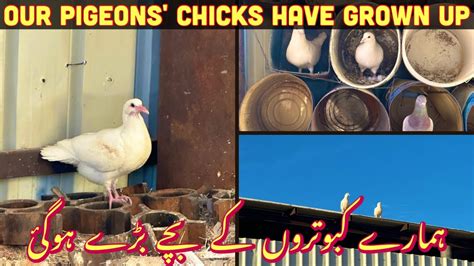 Pigeon Farm In Saudi Arabia Our Pigeons Chicks Have Grown Up