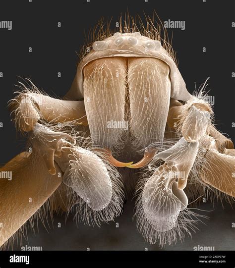 Spider mouthparts. Coloured scanning electron micrograph (SEM) of the ...