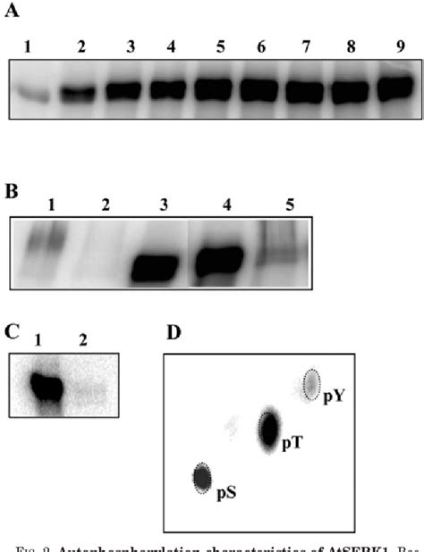 Figure From Role Of Threonines In The Arabidopsis Thaliana Somatic