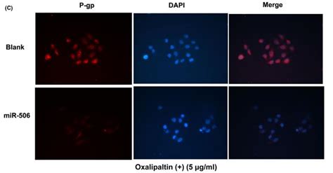 P Glycoprotein 1MDR1 Antibody Affinity Biosciences LTD 亲科生物官网