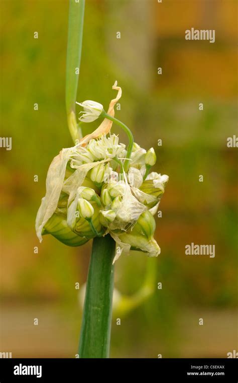 Egyptian Onion Or Tree Onion Allium × Proliferum With Bulblets Stock