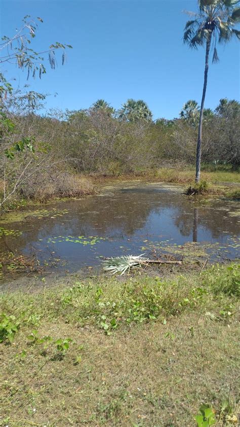 Recém nascida é encontrada morta cordão umbilical próximo a açude