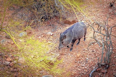 Javelina Bite Wound