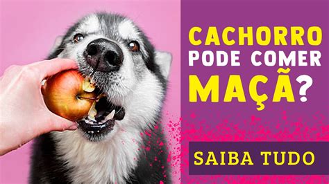 Maçã para Cachorro Cachorro pode comer Maçã Saiba se ela pode ser