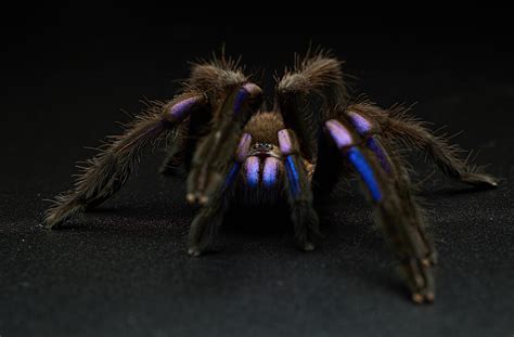 It’s electric! Check out this flashy new blue tarantula – Mongabay Kids