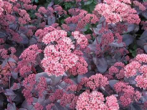 Sedum Hylotelephium Telephium Purple Emperor Litre Pot