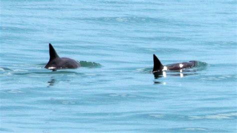 Hay Esperanza Como Salvar A La Vaquita Marina Especie En Peligro De