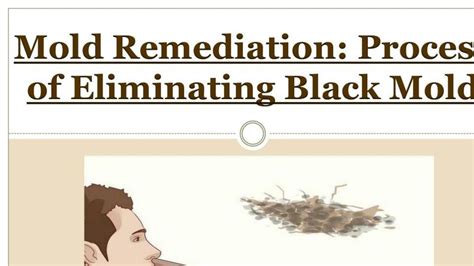 Mold Remediation - Process of Eliminating Black Mold by ...