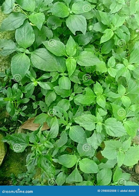 Weeds Can Cause Minor Injuries Stock Photo - Image of injuries, weeds