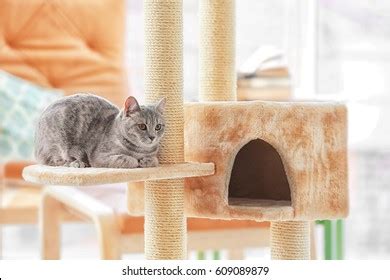 Cute Funny Cat Tree Room Stock Photo (Edit Now) 600979397